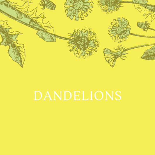 Dandelions